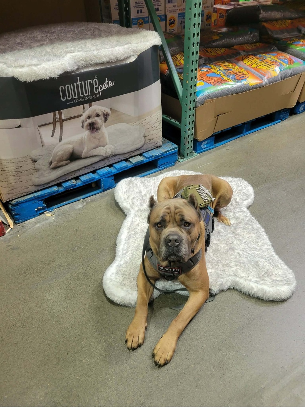 🦆 Couture Pets Dog Beds